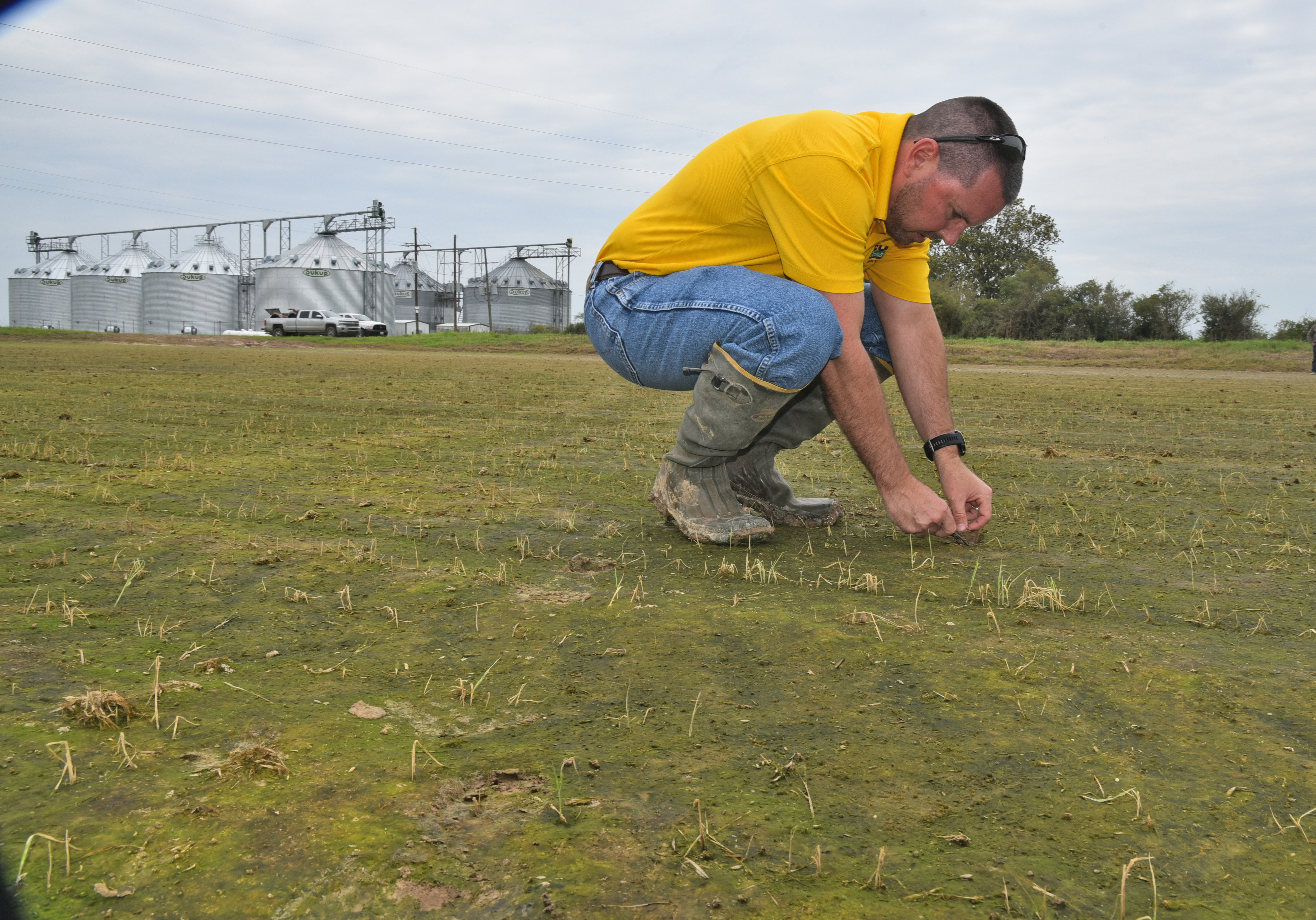 Hail damages portion of Louisiana rice crop 